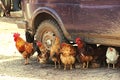 Animal chickens are saved in the shadow of the car from the sun.