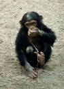 Animal - chimpanzee (pan troglodyte)