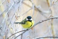 Animal chubby cute little chickadee bird sitting on the branches of birch trees covered with frost on a winter morning in the Park