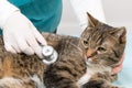 Animal clinic - treatment with stethoscopes