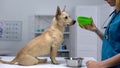 Animal clinic worker feeding dog, holding bowl with super premium food, care