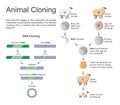 Animal cloning. Royalty Free Stock Photo
