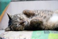 Close up cute sleeping cat Royalty Free Stock Photo