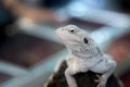 Animal - Close up White lizard Iguana on Timber Royalty Free Stock Photo