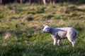 An animal closeup portrait of a single cute white lamb standing in a grass field or meadow during a sunny spring day. The small Royalty Free Stock Photo