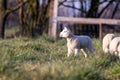 An animal closeup portrait of a single white cute lamb with others of its kind standing in a grass field or meadow during a sunny Royalty Free Stock Photo