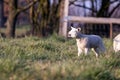 An animal closeup portrait of a single white cute lamb standing in a grass field or meadow during a sunny spring day. The small Royalty Free Stock Photo