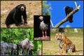 Animal Collage Royalty Free Stock Photo