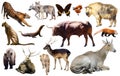Animal collection asia Royalty Free Stock Photo