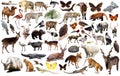 Animal collection asia Royalty Free Stock Photo