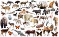 animal collection asia Royalty Free Stock Photo
