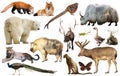 Animal collection asia Royalty Free Stock Photo