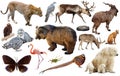 Animal collection asia Royalty Free Stock Photo