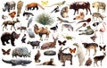 Animal collection asia Royalty Free Stock Photo