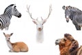 Animal collection isolated Royalty Free Stock Photo