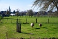 Animal collection, young and old sheeps grazing on green meadows on Haspengouw, Belgium