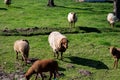 Animal collection, young and old sheeps grazing on green meadows on Haspengouw, Belgium