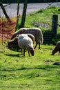 Animal collection, young and old sheeps grazing on green meadows on Haspengouw, Belgium