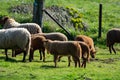 Animal collection, young and old sheeps grazing on green meadows on Haspengouw, Belgium