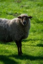 Animal collection, young and old sheeps grazing on green meadows on Haspengouw, Belgium