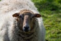 Animal collection, young and old sheeps grazing on green meadows on Haspengouw, Belgium