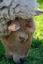 Animal collection, young and old sheeps grazing on green meadows on Haspengouw, Belgium in spring