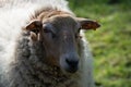 Animal collection, young and old sheeps grazing on green meadows on Haspengouw, Belgium in spring