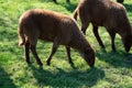 Animal collection, young and old sheeps grazing on green meadows on Haspengouw, Belgium in spring