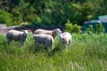 Animal collection, young and old sheeps grazing on green meadows on Schouwen-Duiveland, Zeeland, Netherlands Royalty Free Stock Photo