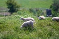 Animal collection, young and old sheeps grazing on green meadows on Schouwen-Duiveland, Zeeland, Netherlands Royalty Free Stock Photo