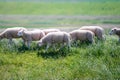 Animal collection, young and old sheeps grazing on green meadows on Schouwen-Duiveland, Zeeland, Netherlands Royalty Free Stock Photo