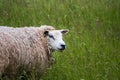 Animal collection, young and old sheeps grazing on green meadows on Schouwen-Duiveland, Zeeland, Netherlands Royalty Free Stock Photo