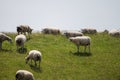 Animal collection, young and old sheeps grazing on green meadows on Schouwen-Duiveland, Zeeland, Netherlands Royalty Free Stock Photo