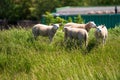 Animal collection, young and old sheeps grazing on green meadows on Schouwen-Duiveland, Zeeland, Netherlands Royalty Free Stock Photo