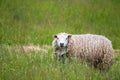 Animal collection, young and old sheeps grazing on green meadows on Schouwen-Duiveland, Zeeland, Netherlands Royalty Free Stock Photo