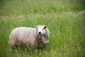 Animal collection, young and old sheeps grazing on green meadows on Schouwen-Duiveland, Zeeland, Netherlands Royalty Free Stock Photo