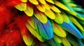 animal color macro parrot background