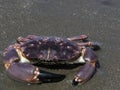 Animal. colored sea crab embroidered on the sand Royalty Free Stock Photo