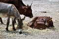 Animal community - Veals, Cow and Donkey Royalty Free Stock Photo