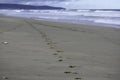 Animal Companion Dog Tracks On Beach Sand Royalty Free Stock Photo