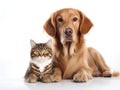 Animal Companionship: Happy Dog and Cat Together on White Background. Generative ai Royalty Free Stock Photo