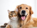 Animal Companionship: Happy Dog and Cat Together on White Background. Generative ai Royalty Free Stock Photo