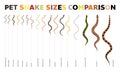 Animal Snake Pet Species Sizes Comparisons Vector Set