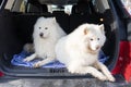 Two happy dogs in the car are waiting for journey. Beautiful Samoyed dog on the backseat . animal concept Royalty Free Stock Photo