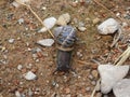 Animal with conch moving on a sandy path, lerida, spain, europe