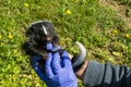 Animal Control Officer inspecting Striped Skunk Kit