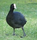 Animal - Coot Royalty Free Stock Photo