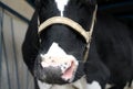 Animal cow bull opened its mouth Moos in the paddock on the farm muzzle Royalty Free Stock Photo