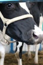 Animal cow bull opened its mouth Moos in the paddock on the farm muzzle Royalty Free Stock Photo