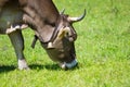 Animal cow with cowbell and horns graze